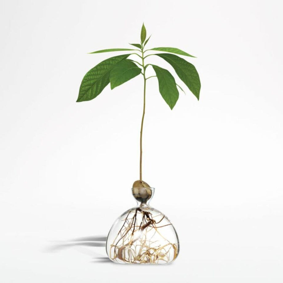 Ilex Studio Avokado Çekirdeği Filizlendirme Vazosu