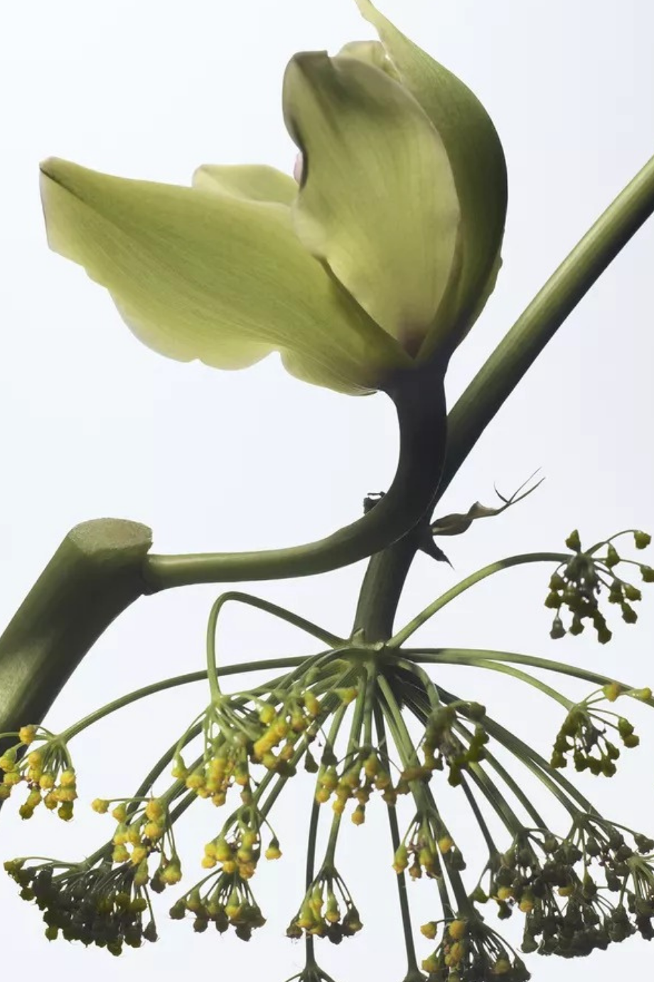 Vanille Camouflage Eau de Parfum 100ml Vanilya, Sandal Ağacı & Amber Kokulu Lüks Koku