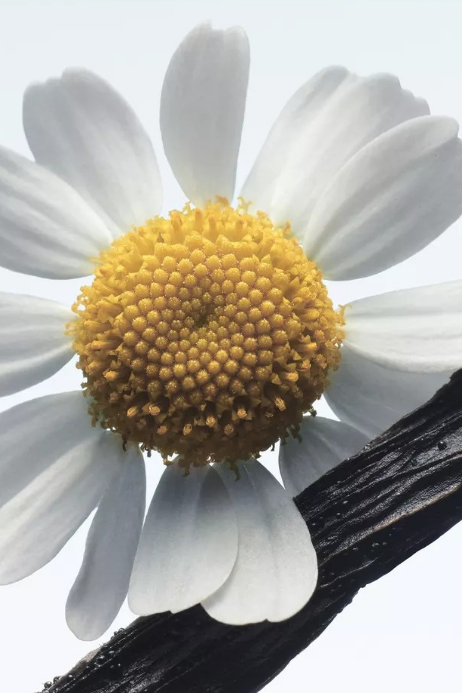 Camomille Satin Eau de Parfum 100ml Papatya, Lavanta & Vanilya Kokulu Lüks Koku