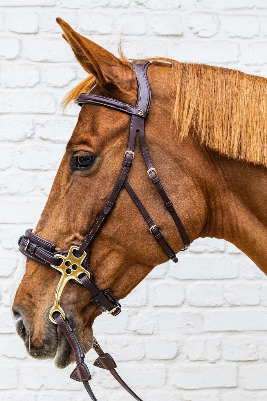D Collection Premium Hackamore At Dizgini