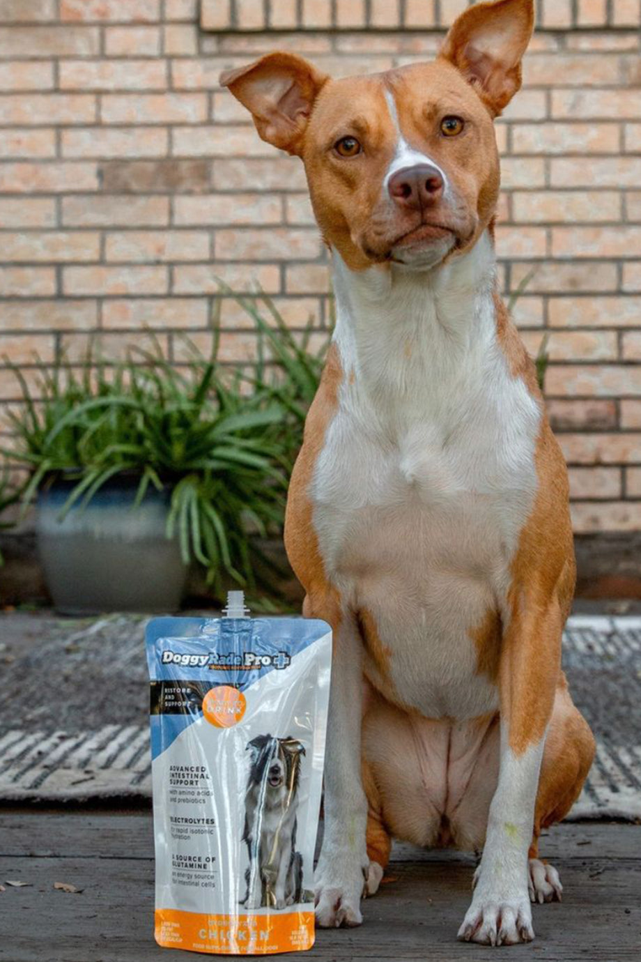 Pro+ Bağırsak Destekleyici Köpek İçeceği 500 ml