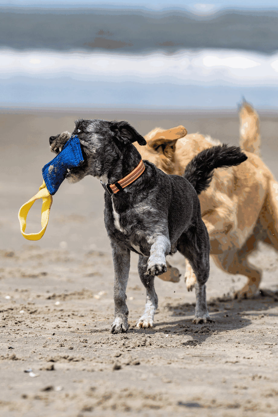 Köpek Eğitim Oyuncağı Bite Tug Pamuklu 16x7 cm