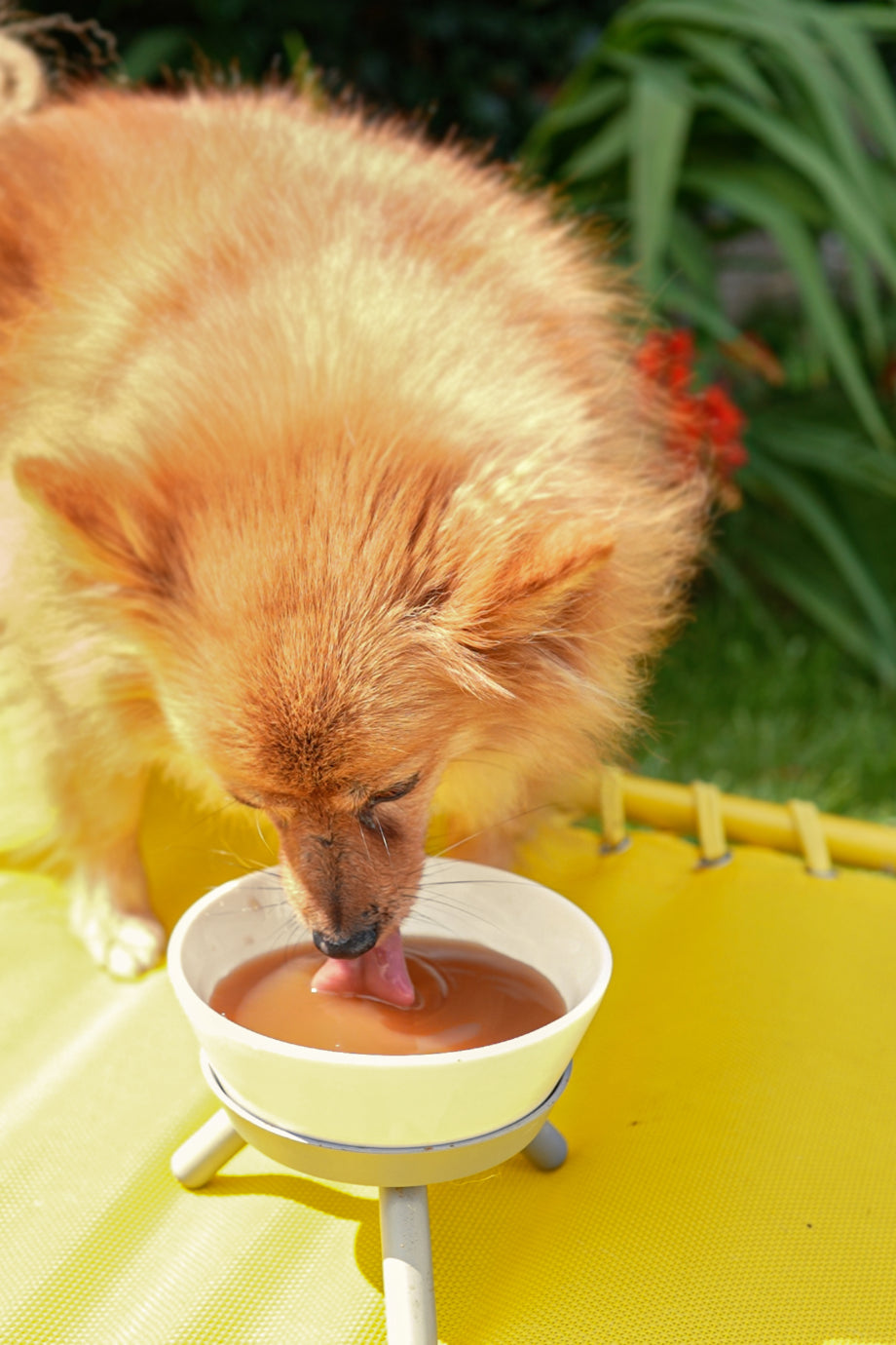 Prebiyotik Ördek Aromalı Köpek İçeceği