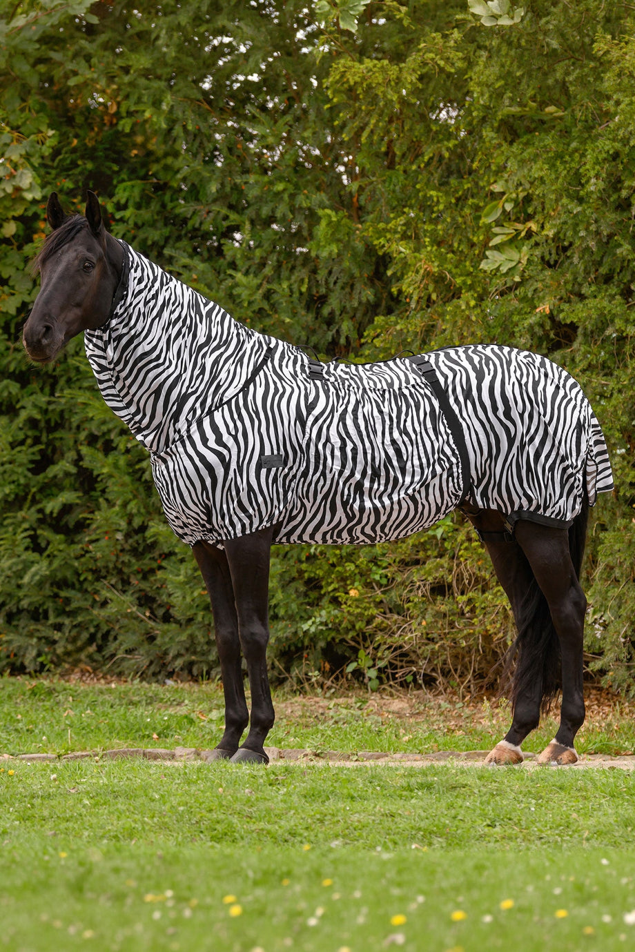 Basic Zebra UV Korumalı At Ekzem Örtüsü