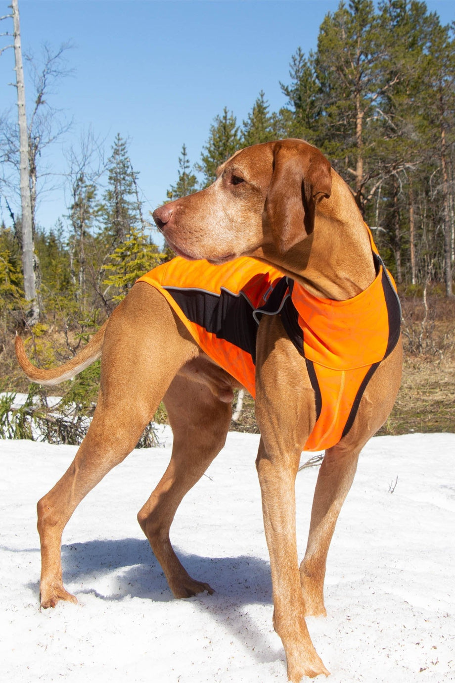 Eddie Reflektörlü Köpek Montu Iontex Turuncu