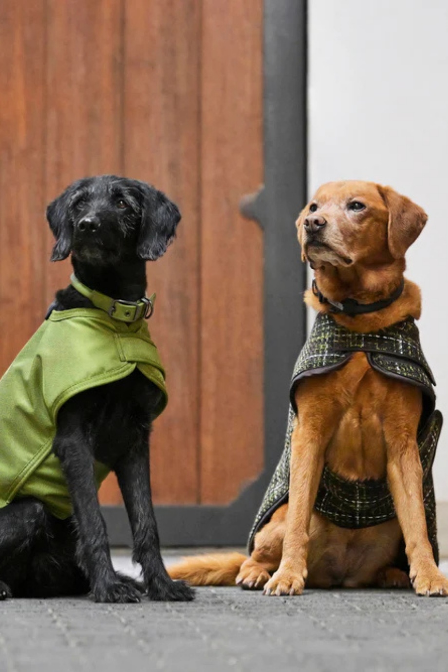 Bouclé Köpek Montu Platinum 24 Sıcak ve Şık Tasarım