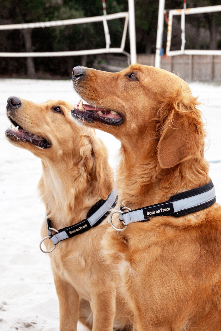 Molly Welltex™ Köpek Boyun Tasması