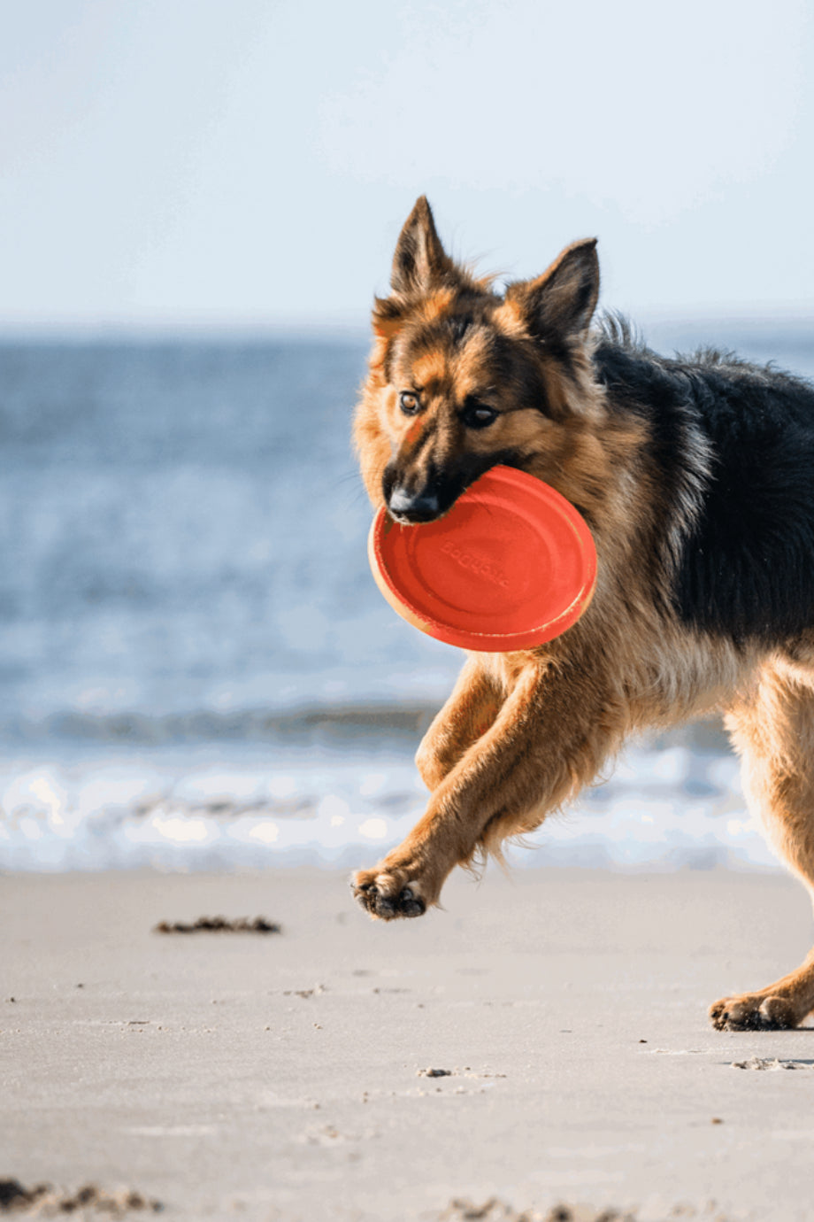 Köpek Frizbi Flying Disc 24cm