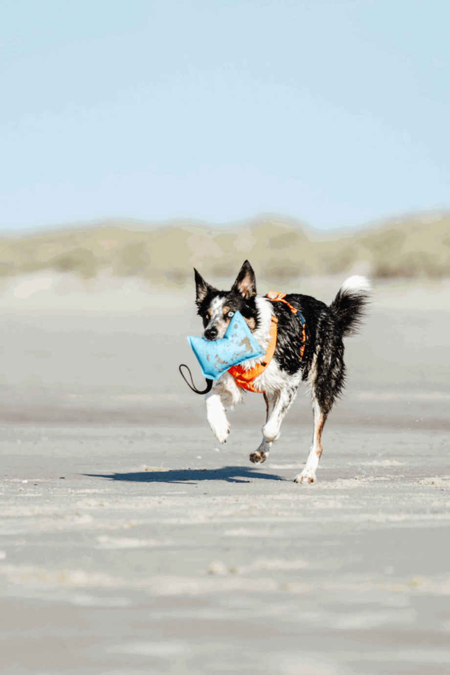 Köpek Eğitim Oyuncağı Play Cushion Yüzebilen