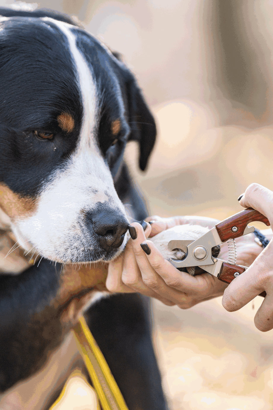Köpek ve Kedi Tırnak Makası Ergonomik Ahşap Saplı