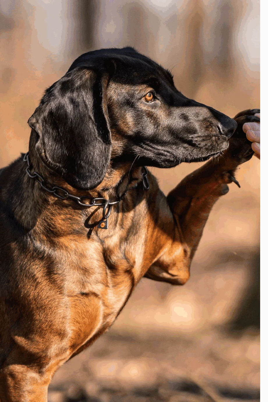 Köpek Zincir Tasma Siyah Inox 3 mm Ayarlanabilir