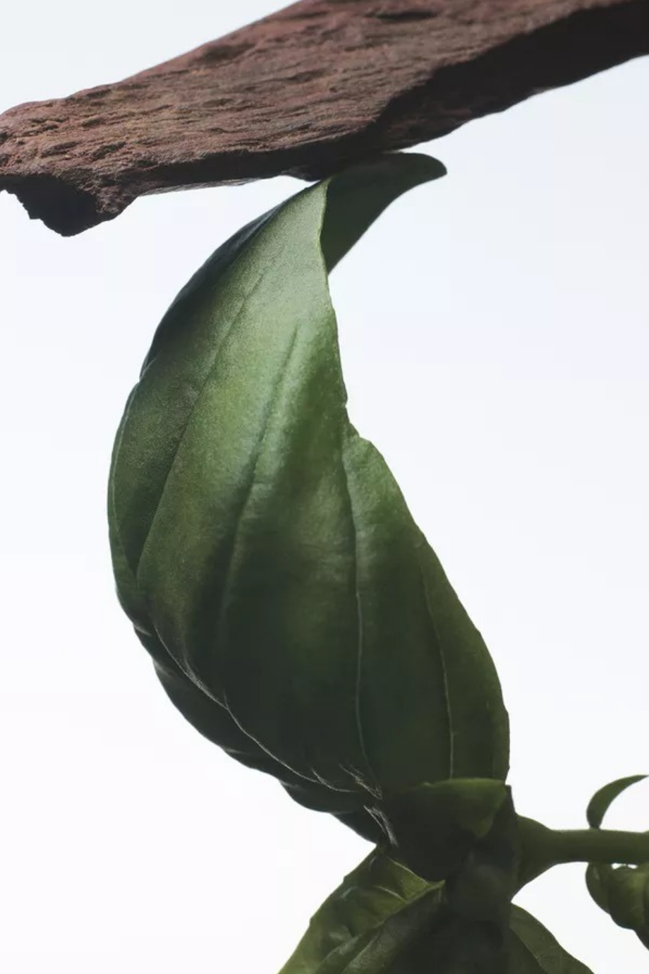 Crazy Basil Eau de Parfum 100ml Fesleğen, Bergamot & Sedir Kokulu Lüks Parfüm