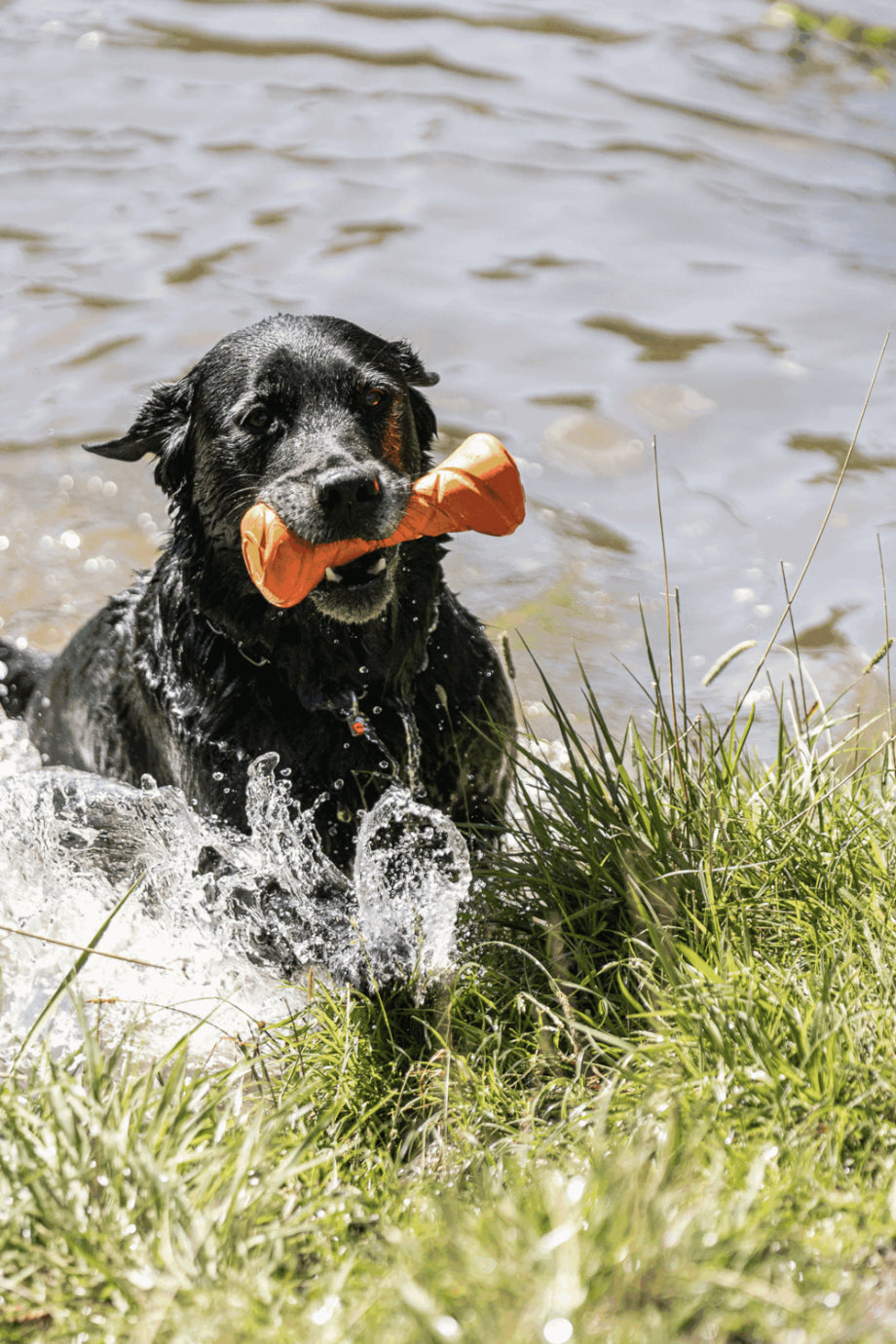 Köpek Eğitim Oyuncağı Dumbbell Yüzebilen
