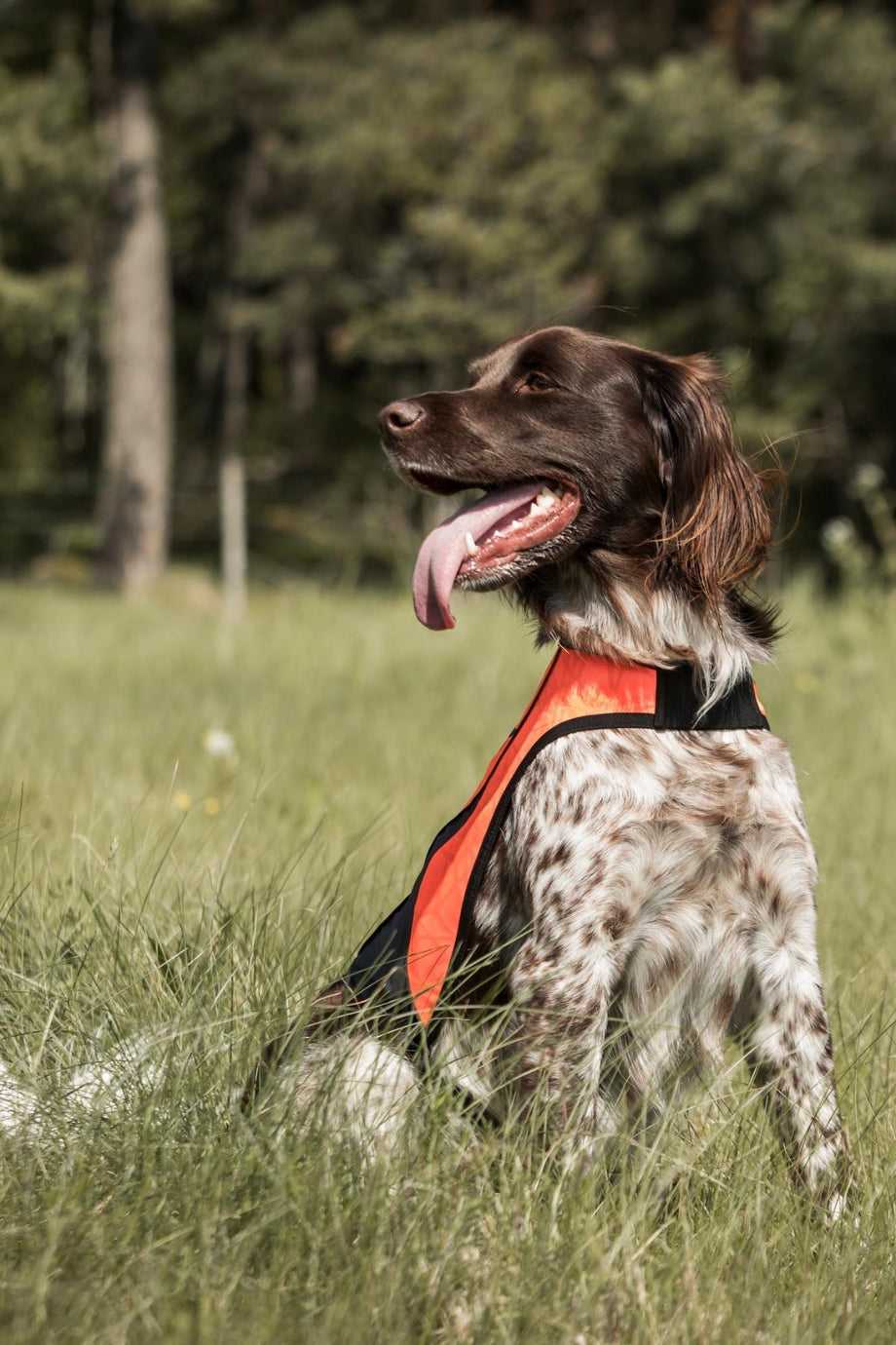 POINT Reflektörlü Köpek Görünürlük Yeleği Iontex