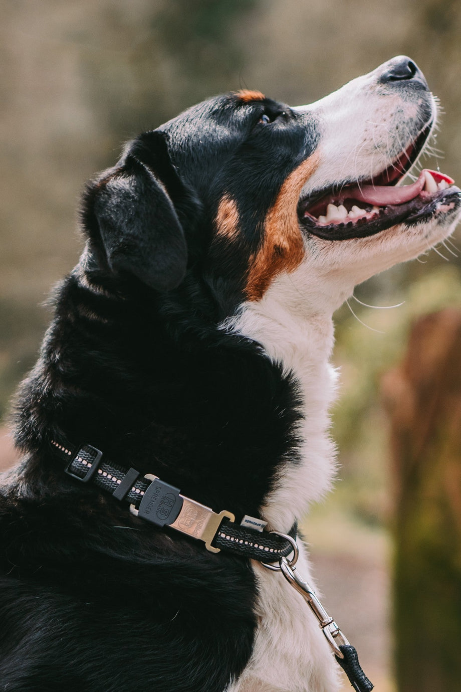Reflektörlü Köpek Tasması Ayarlanabilir ClicLock 19 mm