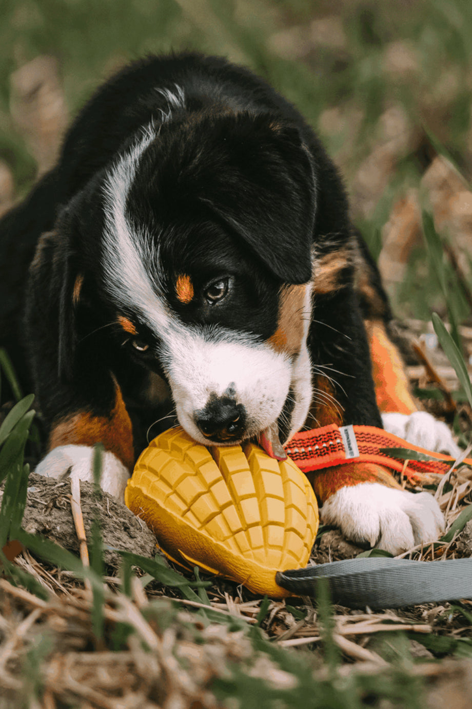 Mango Köpek Oyuncağı Doğal Kauçuk Ödül Hazneli
