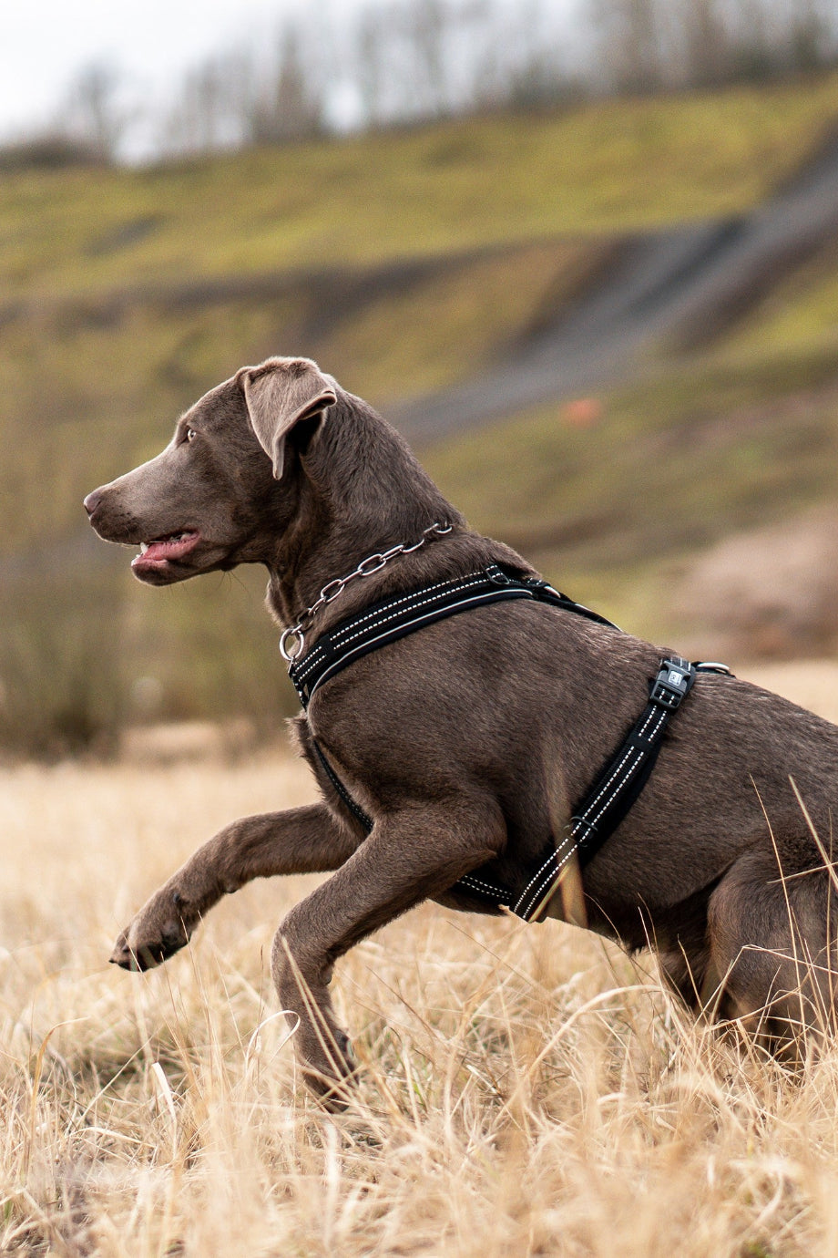 Y Tipi Reflektörlü Köpek Göğüs Tasması Ergonomik Neopren