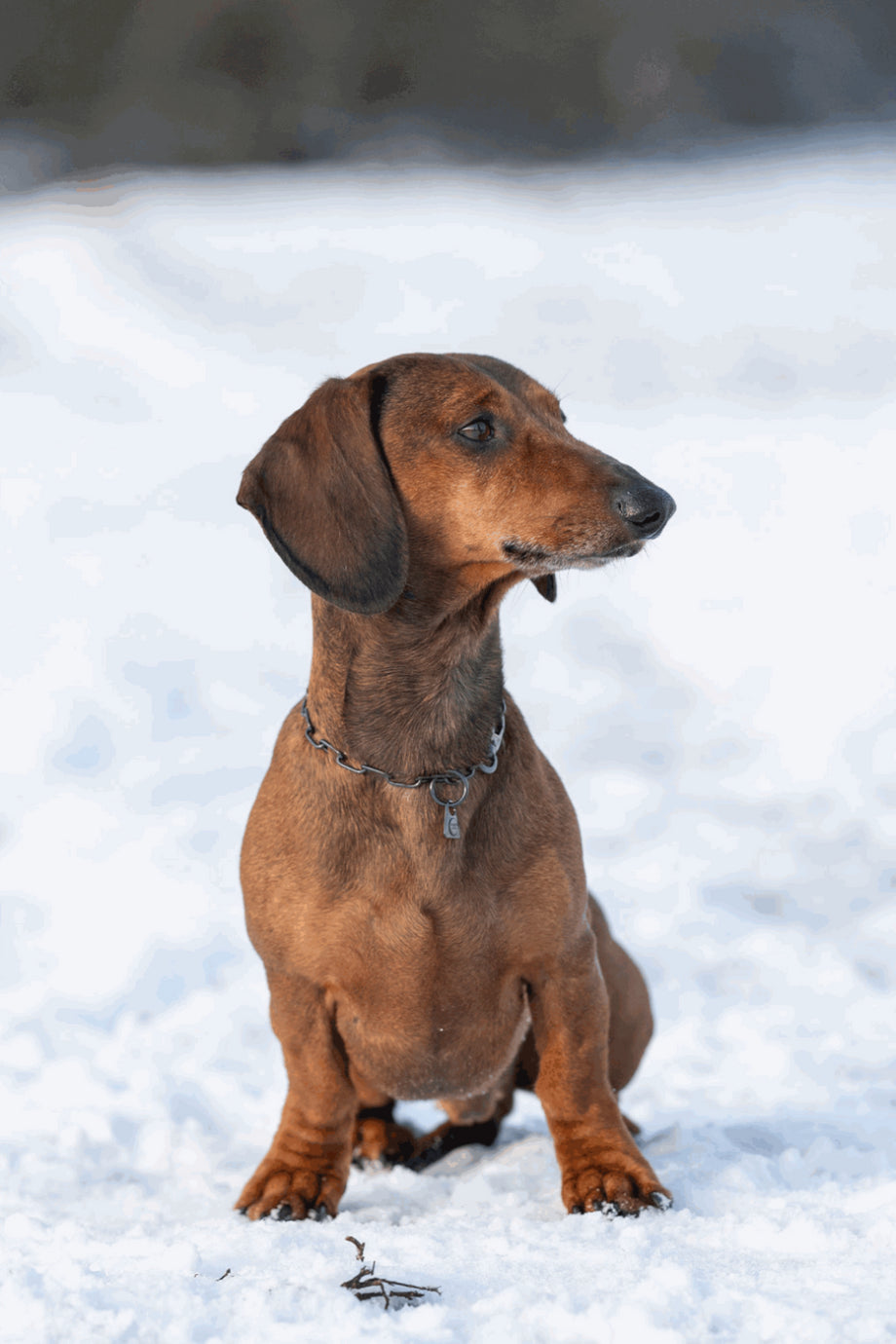 Köpek Zincir Tasma Siyah Inox 2 mm Ayarlanabilir