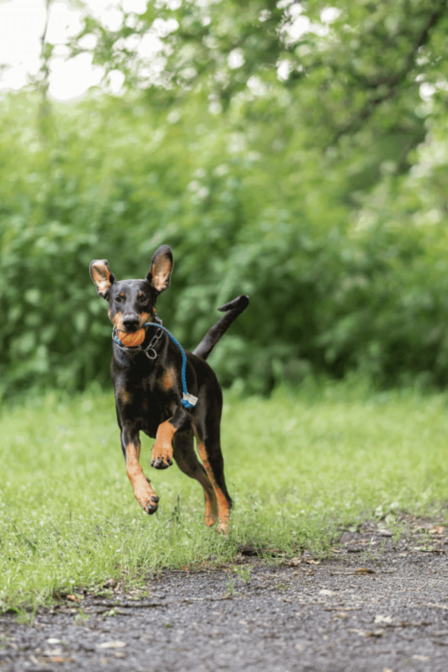 Köpek Eğitim Oyuncağı Fun Ball Yüzebilen