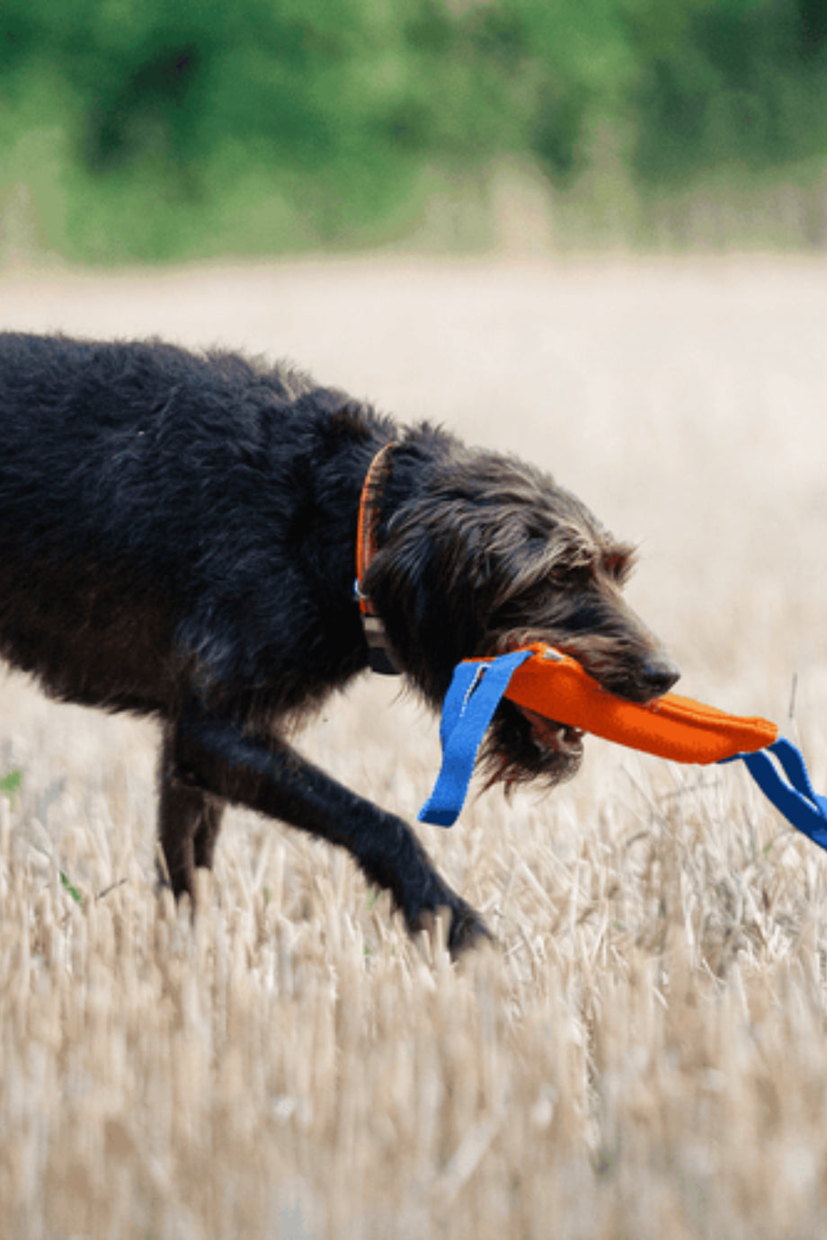 Köpek Bumper Eğitim Oyuncağı