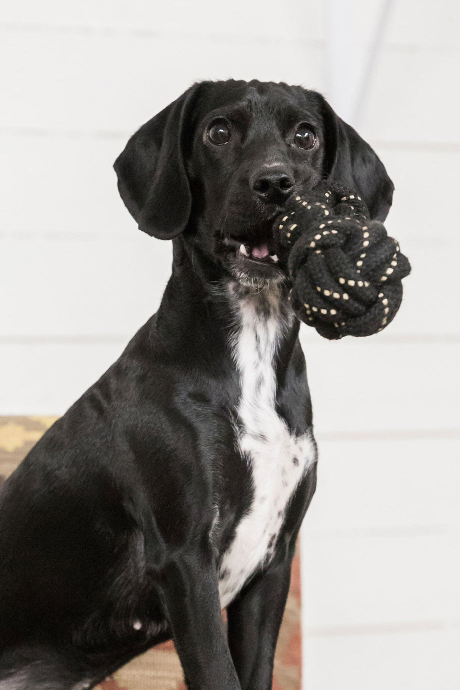 Halatlı Dumbbell Köpek Oyuncağı