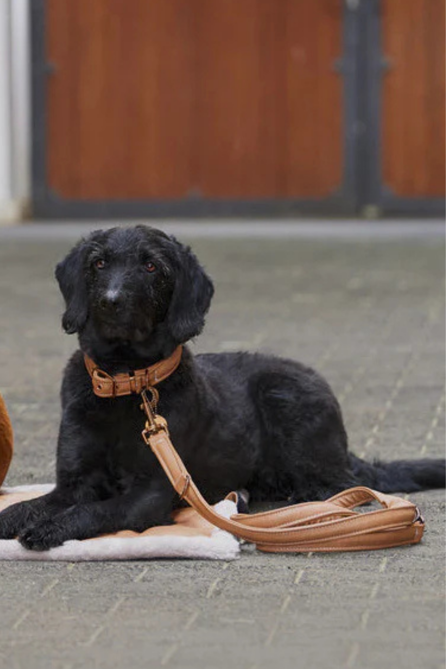Platinum 23 Köpek Tasma ve Gezdirme Seti Suni Deri