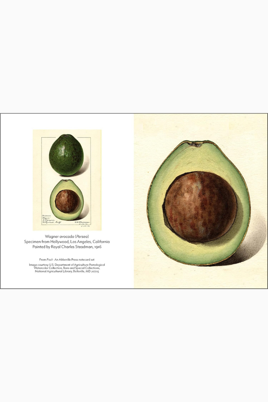 Fruit Notecard Seti, USDA Pomological Watercolor Koleksiyonundan