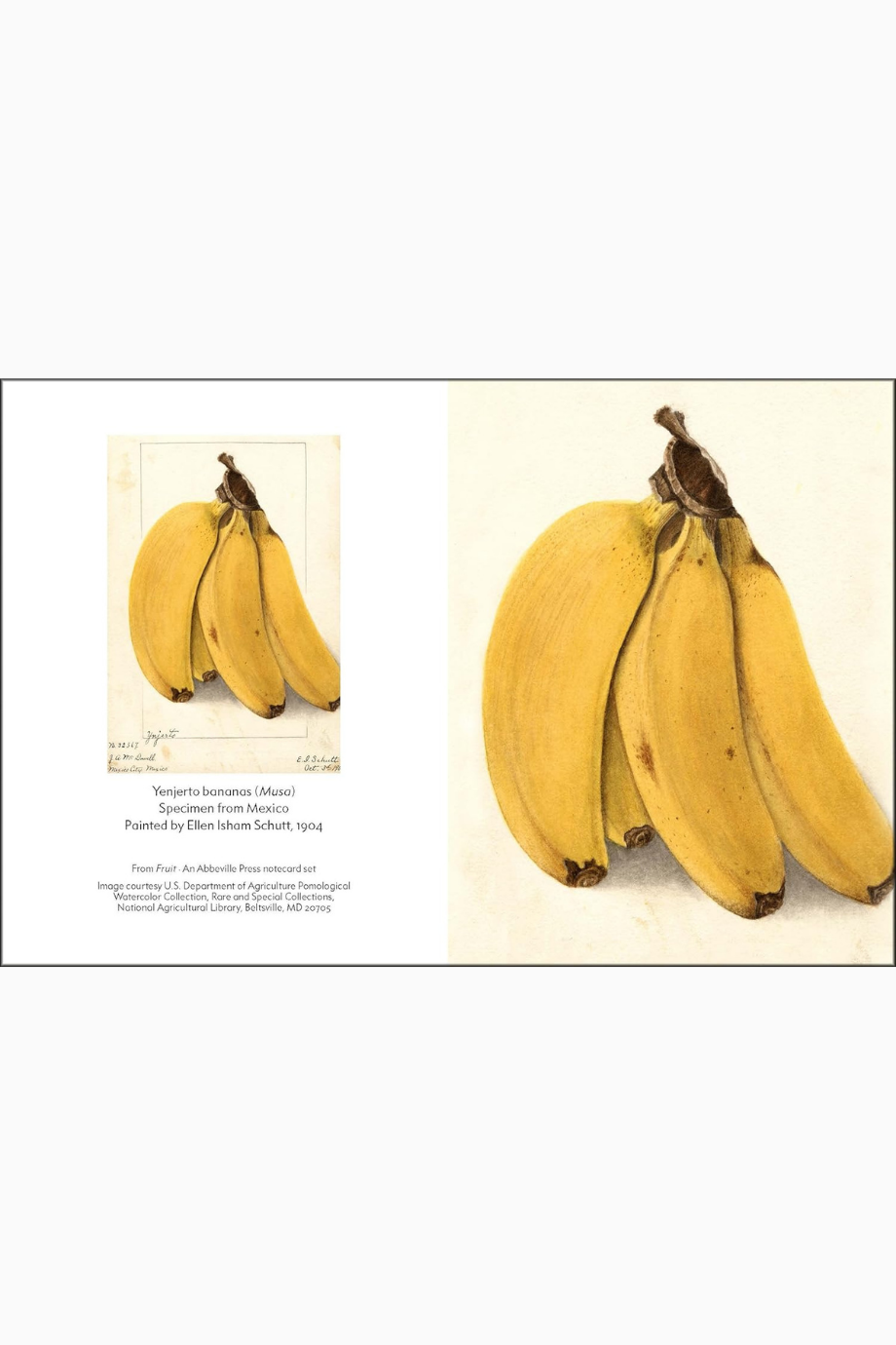 Fruit Minyatür Ciltli Kitap, USDA Pomological Watercolor Koleksiyonu