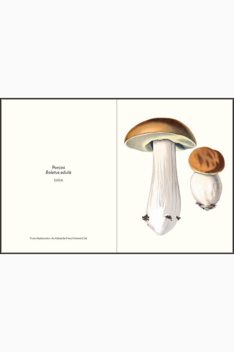 Mushrooms: An Abbeville Notecard Seti