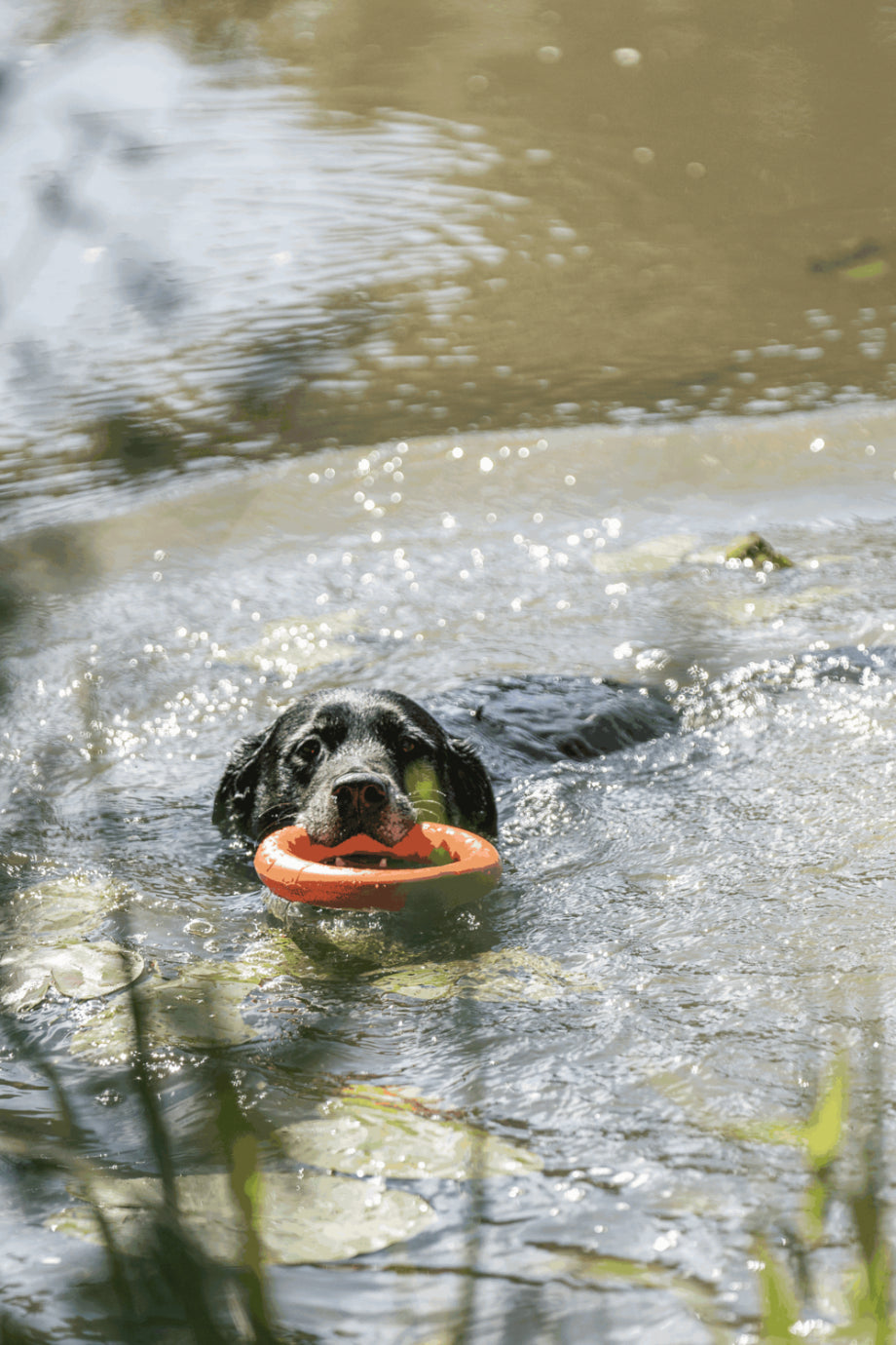 Köpek Eğitim Oyuncağı Play Ring Yüzebilen