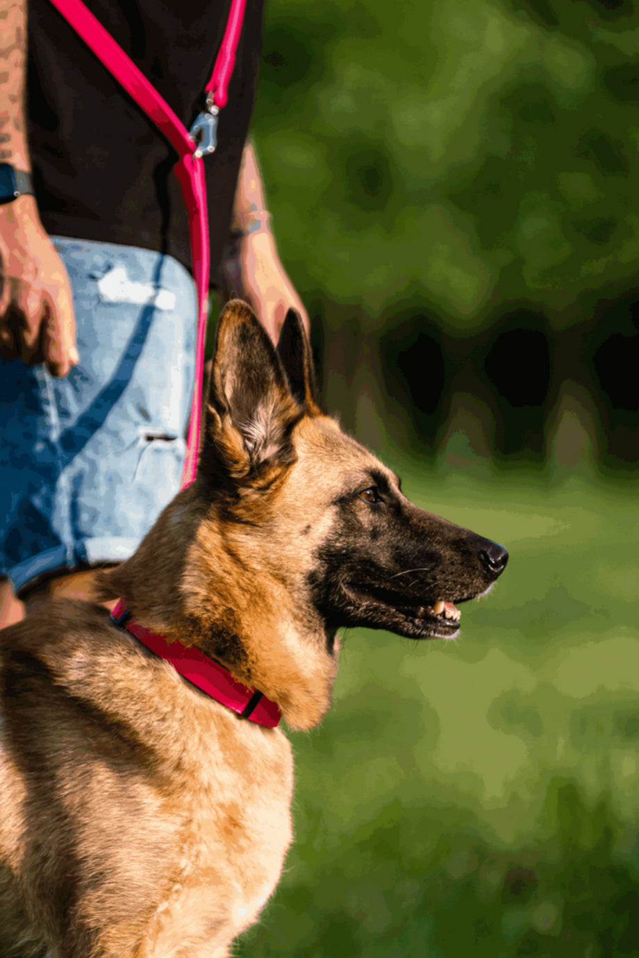 Biothane Martingale Köpek Tasması Ayarlanabilir Zincirli