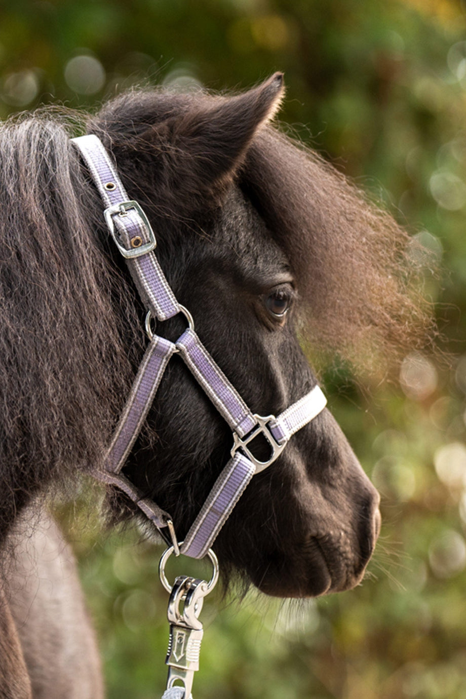 Shorty Shetland Midilli Yuları