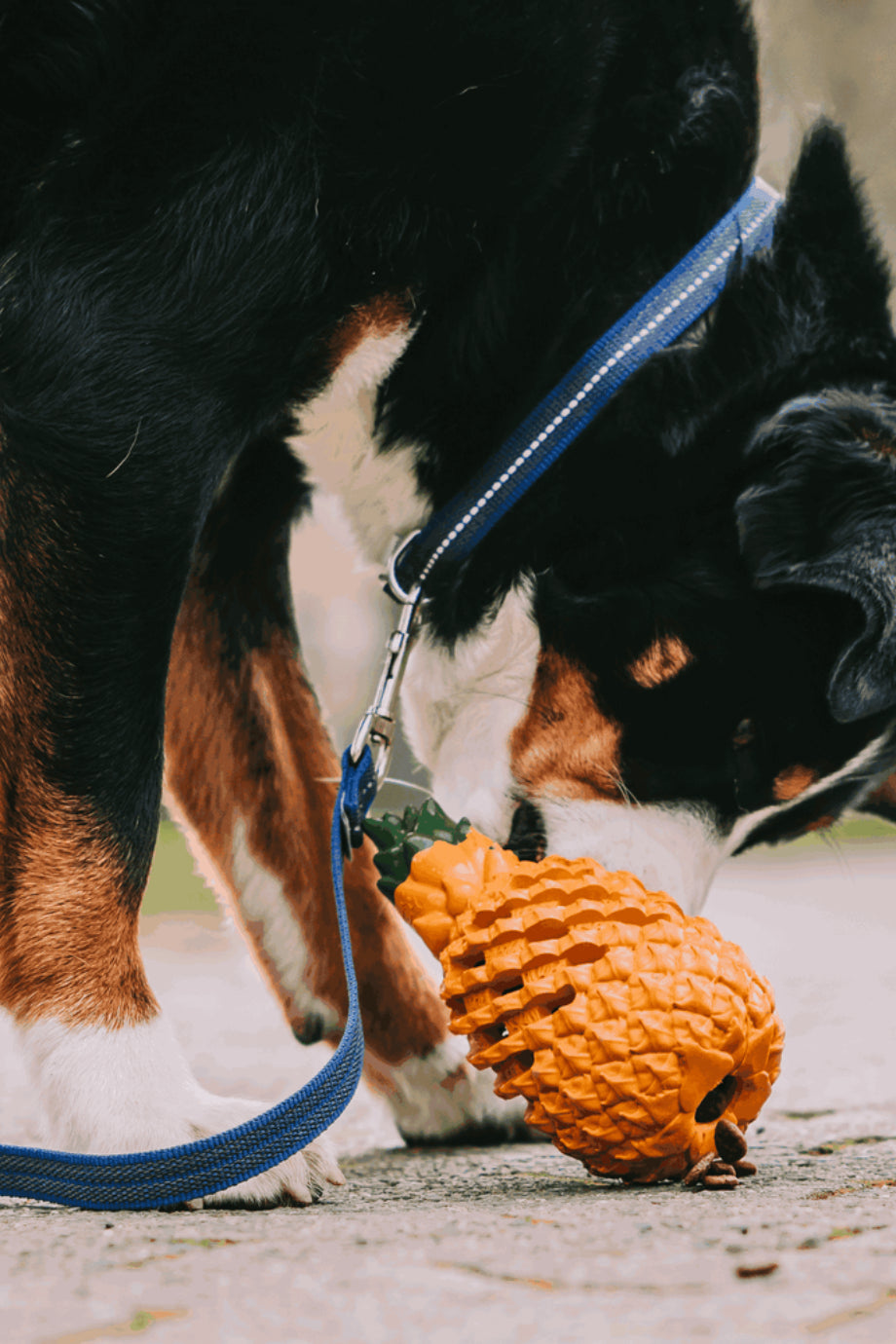 Ananas Köpek Oyuncağı Doğal Kauçuk Ödül Hazneli