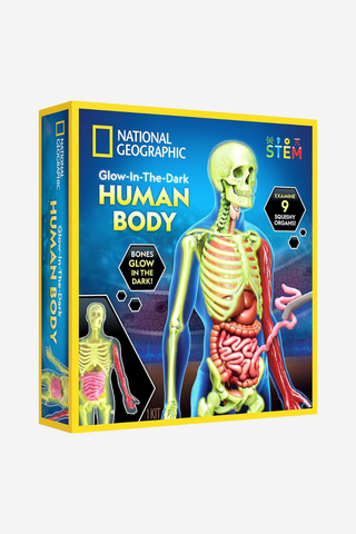 Karanlıkta Parlayan İnsan Vücudu Modeli, Eğitici Oyuncak 18x10x18 cm